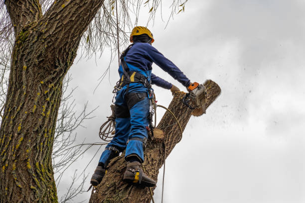 Best Stump Grinding and Removal  in Grover, WY